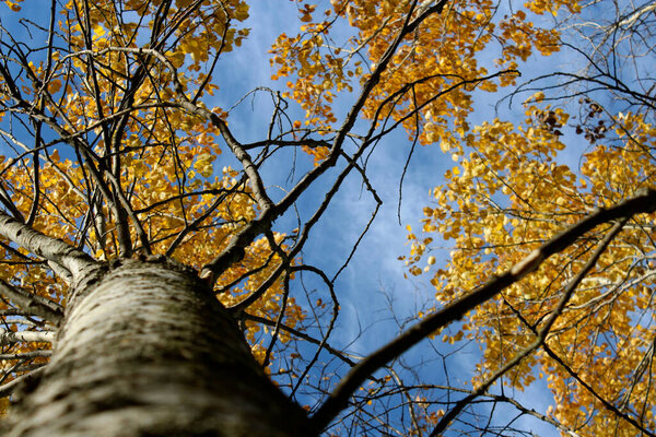 желтые листья осенью
