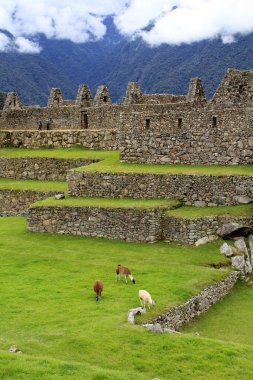 Machu Picchu Peru 'da Lama' lar otluyor