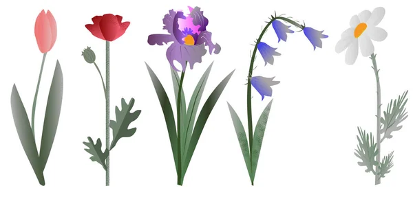 Ilustrasi bunga musim panas dan musim semi, set, koleksi, botanica. Chamomile, tulip,poppy,iris,harebell - Stok Vektor