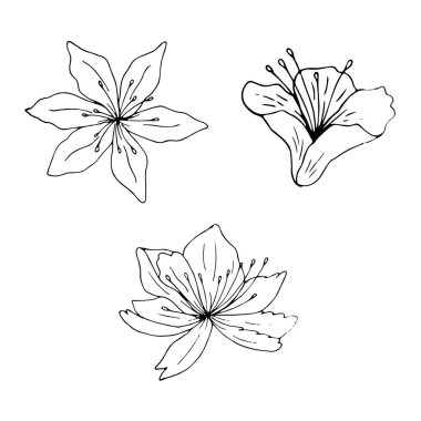 Beyaz arka planda siyah zambak izole