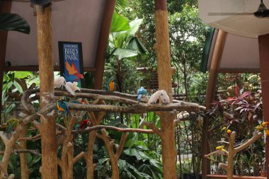 Singapur Kuş Parkı 'nda çeşitli güzel kuşlar var.