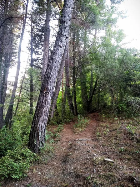 Een Voetpad Het Bos Door Hoge Heldergroene Bomen — Stockfoto