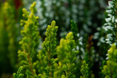 Calluna vulgaris tipi 'kumlu' bir çeşit yeşil shru.