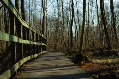 Islak ormanın içindeki ahşap iz.