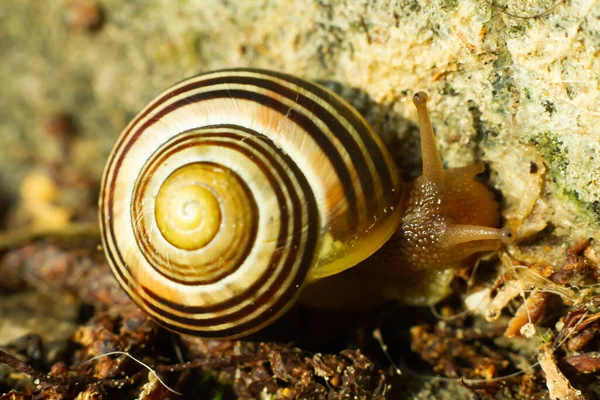 little snail with spiral shaped shell with geaometric spiral pattern climbing on the concrete stairs