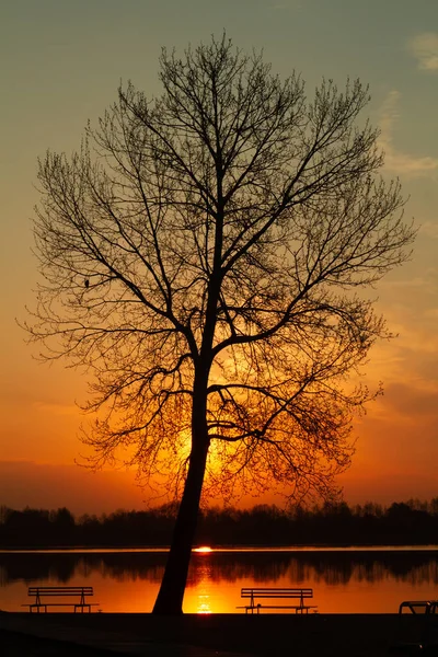 Silhouette Lonely Tree Foreground Sunrise Narew River — Stock Photo, Image
