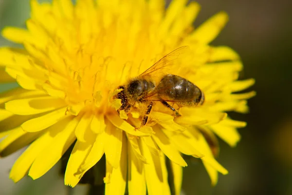 Bee Collecting Nectase Dandelion — Fotografia de Stock