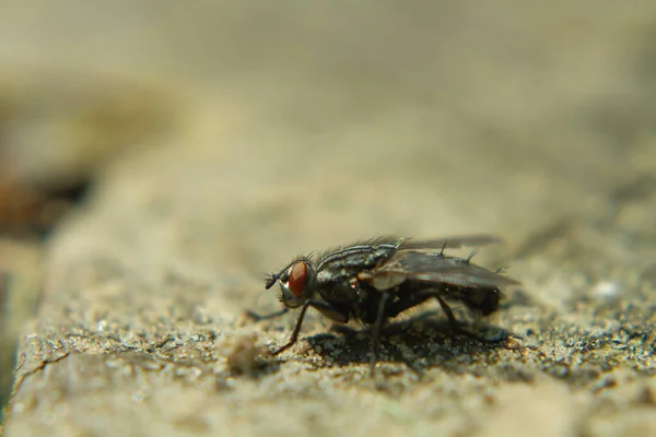 macro of a fly sitting on some wooden place coverd by sand