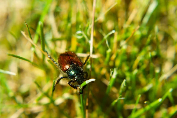Pode Escaravelho Subindo Uma Lâmina Grama — Fotografia de Stock