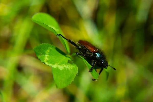 May Beetle Walking Clover Leaves — Stock Fotó