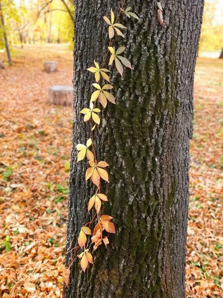 Herfst Decoraties Oude Boom — Stockfoto