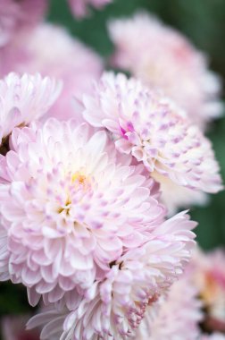 Güzel sonbahar kasımpatısı kartpostallar için yakın plan çiçekleri..