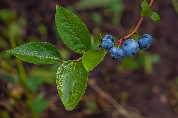 Спелые черники на кустарнике закрываются. вегетарианский десерт