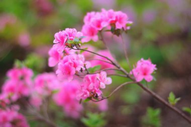 Bulanık bir arka planda pembe parlak çiçeklerden oluşan bir dal. Rododendron pembesi. Açelya Çiçeği