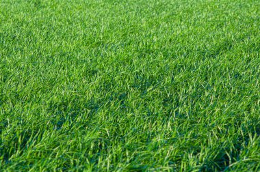 Sıraya dizilmiş tahıl ürünlerinin arka plan çekimleri. Çavdar tarlası.