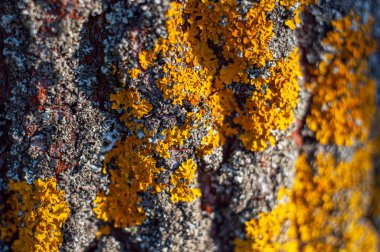 Sarı benekli ağaç kabuğu. Arka planda bulanıklık var.