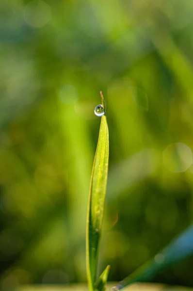 青小麦茎末梢滴一滴露水 植物的宏观摄影 连续种植粮食作物的射击 — 图库照片