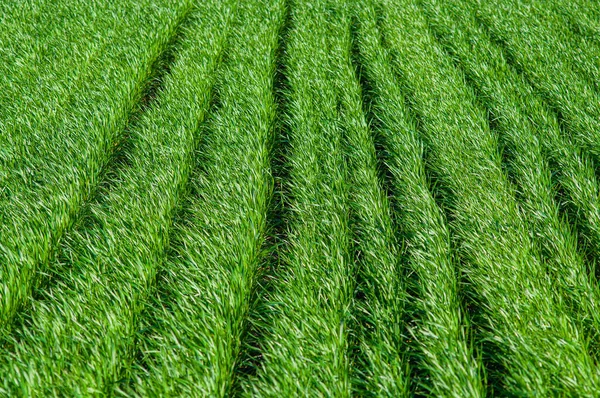 Пагони Зернових Культур Висаджують Рядами Зелене Поле Пшениці — стокове фото