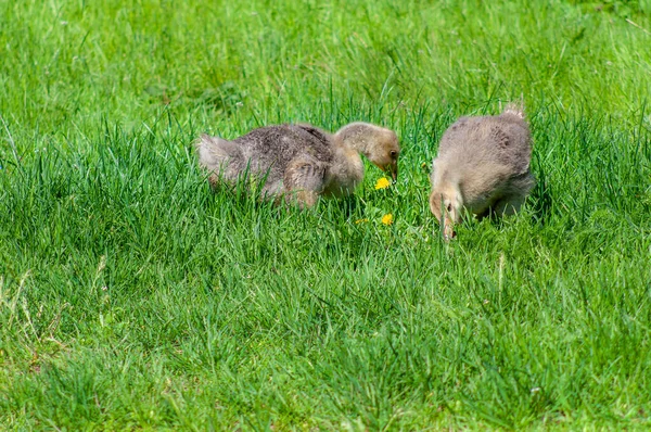 Deux Yougoslaves Dans Herbe Verte Poussins Oie Broutant Dans Une — Photo