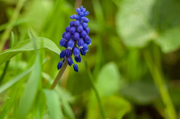 Muscari Kwiat Zielonej Trawie Rozmytym Tle Ogród Wiosenny — Zdjęcie stockowe