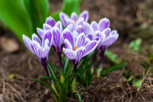 Grupa Wiosennych Kwiatów Rozmyte Tło Krokusowy Król Pasiastych Rośliny Bulwiaste — Zdjęcie stockowe