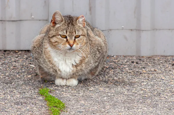 街头无家可归的猫耳朵被撕破了 有白色乳房的棕色肥猫 — 图库照片