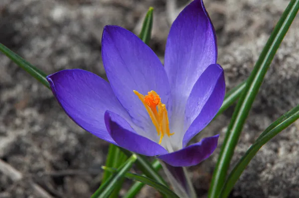 Våren Blomma Suddig Bakgrund Crocuse Ruby Giant Trädgårdsväxter — Stockfoto