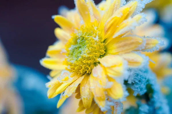 Flor Amarilla Nieve Fondo Desenfocado Cálido Frío — Foto de Stock