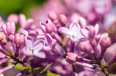 Arkaplanı bulanık olan leylak çiçekleri. Makro fotoğrafçılık