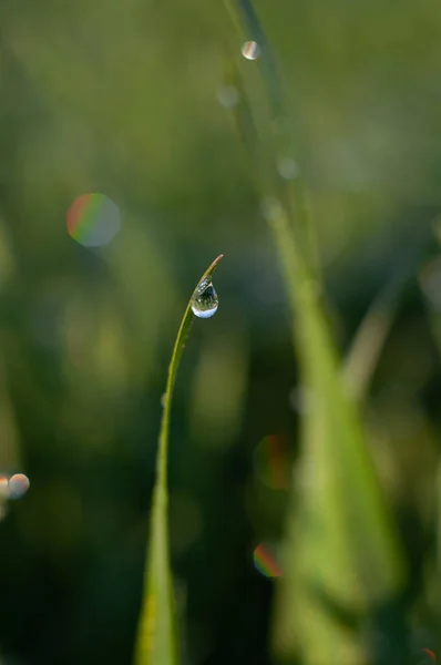 La tige de blé gros plan avec une goutte de rosée un arc-en-ciel lumineux au soleil. macro de fond vert — Photo