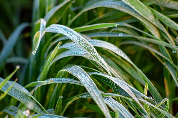 Weizenblätter mit Raureif bedeckt, gefrorene Tautropfen in der Sonne glühen in Großaufnahme. — Stockfoto