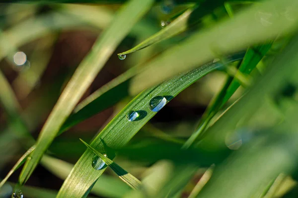 Weizenblätter mit in der Sonne glühenden Tautropfen aus nächster Nähe. Nahaufnahme grüne Farbe defokussiert Hintergrund — Stockfoto