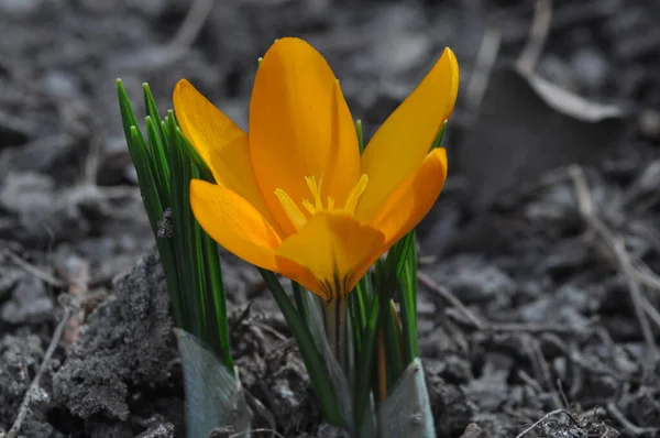 Krokus Biflorus Jest Żółty Wiosenny Kwiat Bliska Rozmytym Tle Ogrodowe — Zdjęcie stockowe