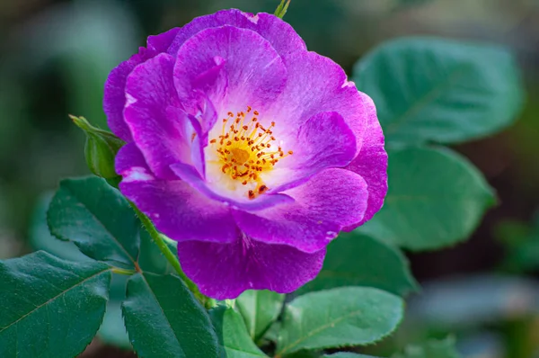 Helle Rose der Sorte Blue for you. Geöffnete Knospe, natürliche blaue Blume auf verschwommenem Hintergrund — Stockfoto