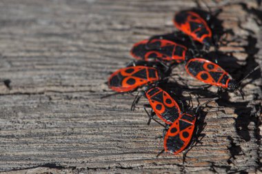 Eski bir tahtadaki kırmızı böceklerin çoğaltma ve makrofoto için alanı var.
