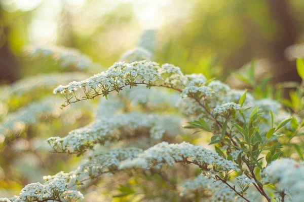 Μπους με λευκά ανοιξιάτικα λουλούδια σε ζεστό φόντο σε μη εστιασμένο φόντο — Φωτογραφία Αρχείου