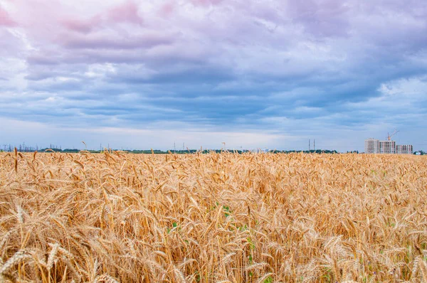 Un campo de trigo amarillo sobre el telón de fondo de un cielo dramático, una ciudad en el horizonte, la construcción — Foto de Stock