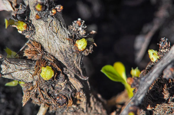 Μακρόκοσμος, πράσινα μπουμπούκια βατόμουρου την άνοιξη, κλαδιά και φλοιός θάμνων — Φωτογραφία Αρχείου