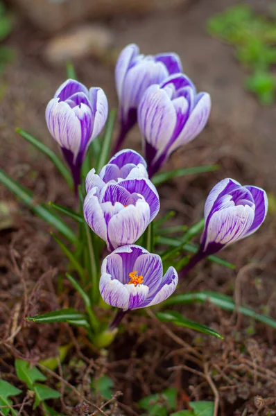 Grupa kwitnących Krokusów Król w paski. Wiele wiosennych kwiatów z bliska na rozmytym tle. — Zdjęcie stockowe
