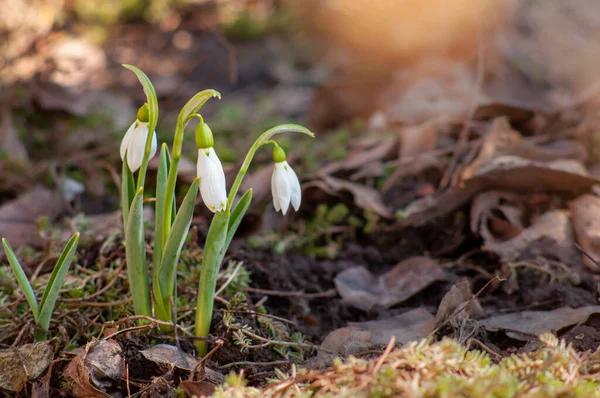 Białe kwiaty śniegu w promieniach wiosennych słońca, tło w rozproszeniu — Zdjęcie stockowe