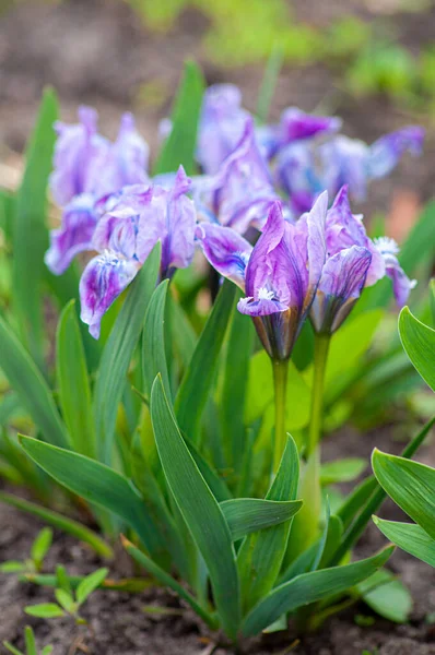 Wiosenne kwiaty w ogrodzie, irys liliowy. Temat botaniczny, rozproszenie tła — Zdjęcie stockowe