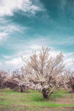 Çiçekli kayısı ağacı ve zümrüt gökyüzü, renk derecelendirme. Bahar Bahçesi.