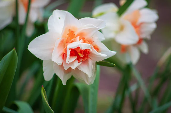 Infiorescenze enormi di narcisi di colore bianco con un centro arancione brillante — Foto Stock