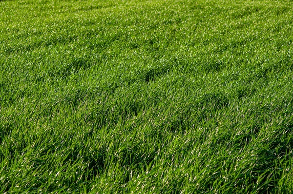 Champ de jeunes blés verts remplissant tout le cadre. focus sélectif — Photo