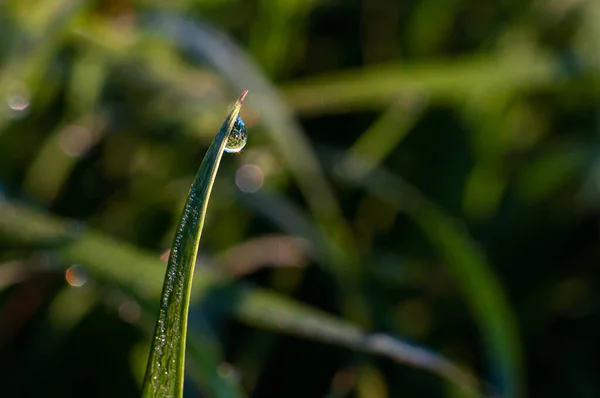 Macro of a stalk of wheat with a hanging drop of dew, the reflection of the sun in the form of rays. selected focus — 图库照片