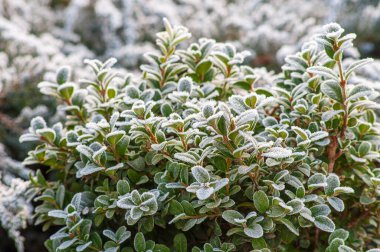 Güneş ışığında buzlu boxwood çalısı, kış bahçesinde yemyeşil.