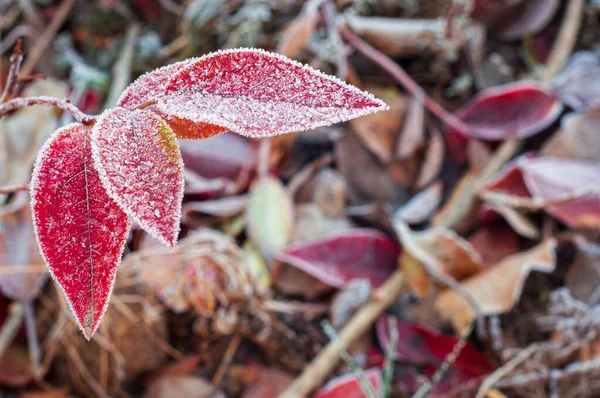 Karda kırmızı yaban mersini yaprakları, bahçıvanlıkta don. Hoarfrost 'taki Bush şubesi. seçici odak.