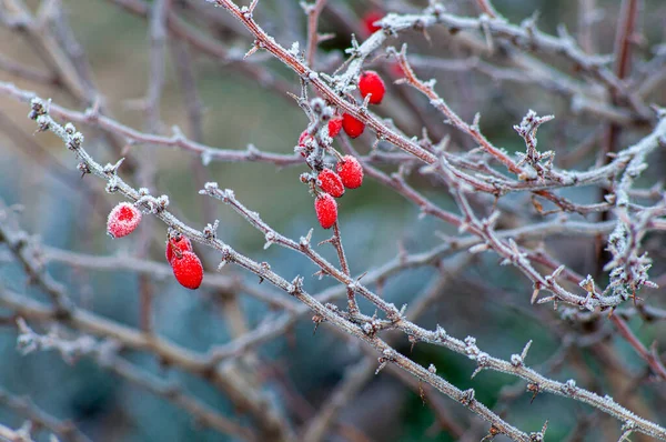 Red Berries Barberry Covered Hoarfrost Background Selective Focus Winter Garden — Stock Photo, Image