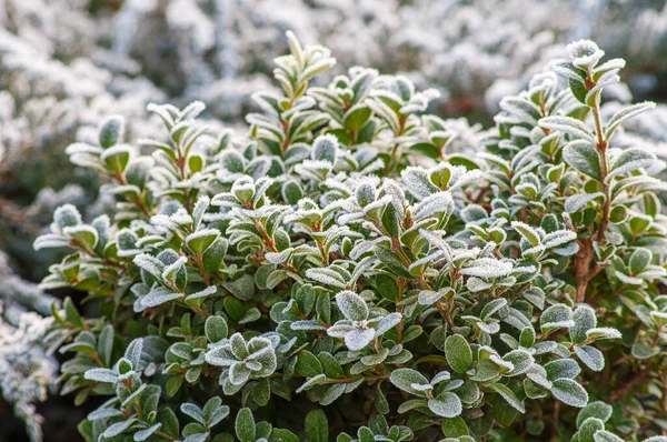Güneş ışığında buzlu boxwood çalısı, kış bahçesinde yemyeşil.