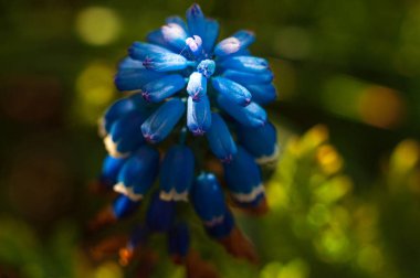 Bulanık bir arka planda yeşil çimenli muscari çiçeği. Bahar Bahçesi.